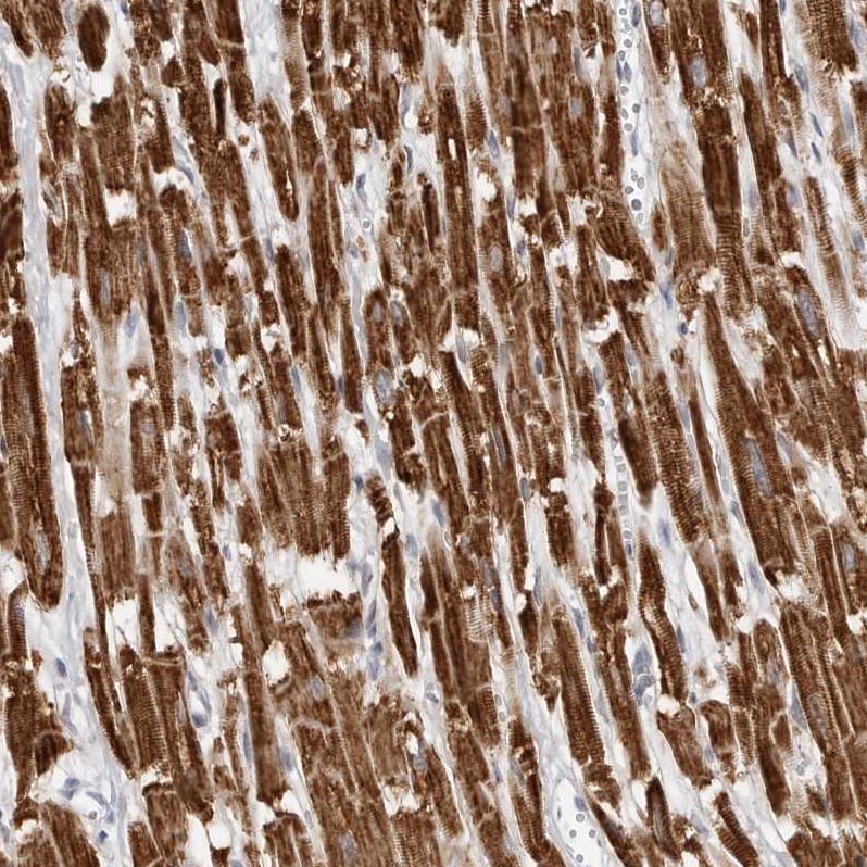 COX5A Antibody - BSA Free Immunohistochemistry-Paraffin: COX5A Antibody - BSA Free [NBP1-86386]