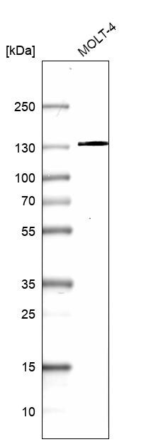 OXR1 Antibody - BSA Free Western Blot: OXR1 Antibody - BSA Free [NBP1-86391]