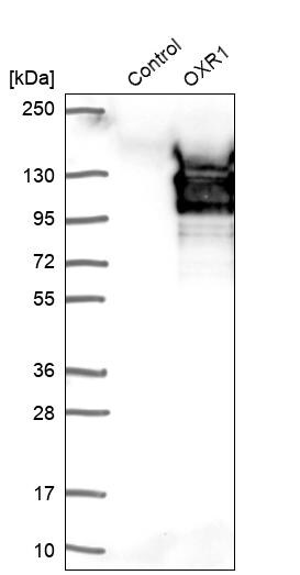 OXR1 Antibody - BSA Free Western Blot: OXR1 Antibody - BSA Free [NBP1-86392]