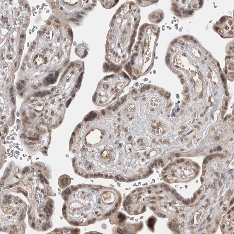 PHF3 Antibody - BSA Free Immunohistochemistry-Paraffin: PHF3 Antibody - BSA Free [NBP1-86407]