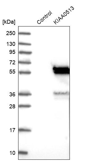 KIAA0513 Antibody - BSA Free Western Blot: KIAA0513 Antibody - BSA Free [NBP1-86470]