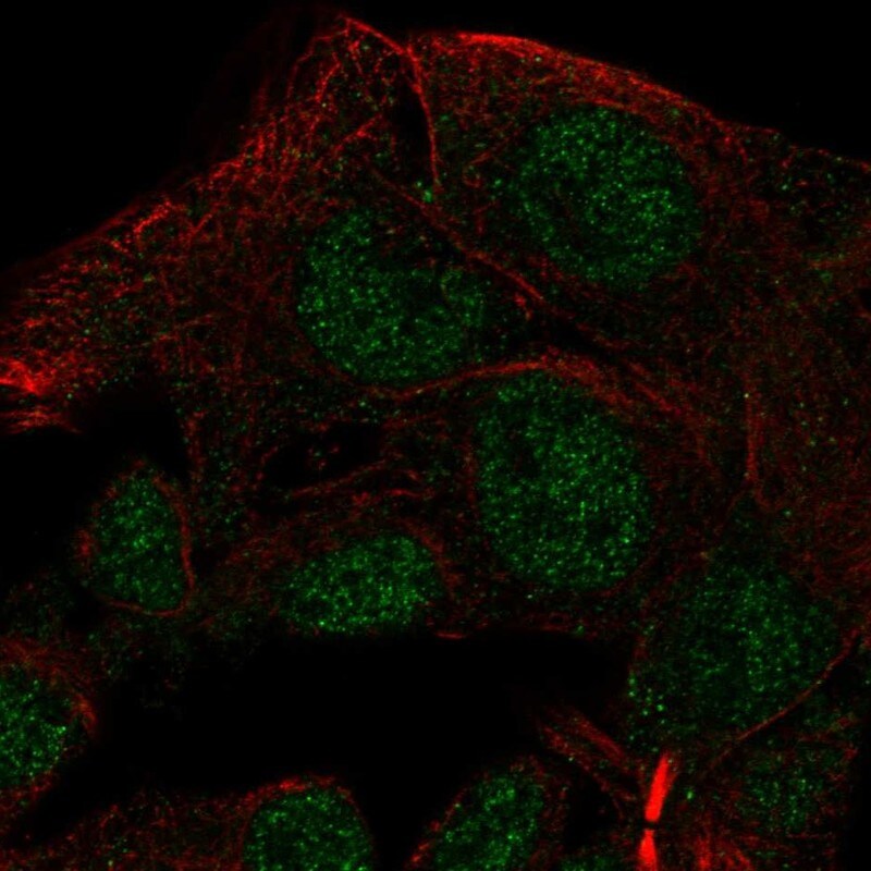 NAALADase-like 2/NAALADL2 Antibody - BSA Free Immunohistochemistry-Paraffin: NAALADase-like 2/NAALADL2 Antibody - BSA Free [NBP1-86475]