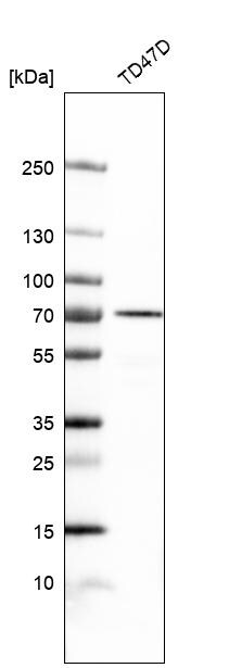 NAALADase-like 2/NAALADL2 Antibody - BSA Free Western Blot: NAALADase-like 2/NAALADL2 Antibody - BSA Free [NBP1-86475]
