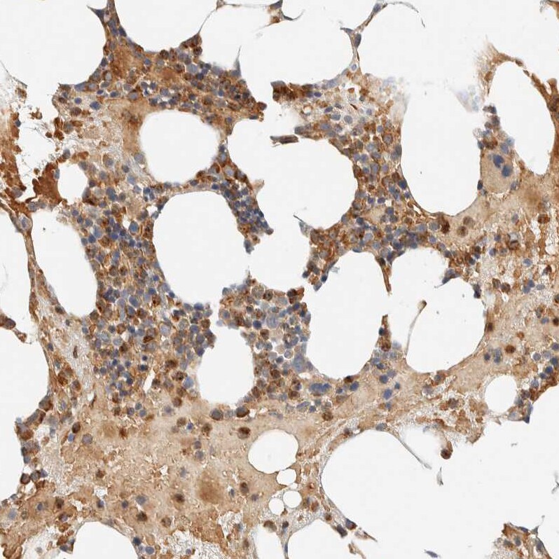 Tnk1 Antibody - BSA Free Immunohistochemistry-Paraffin: Tnk1 Antibody - BSA Free [NBP1-86477]