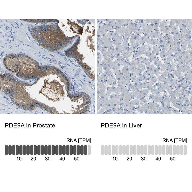 PDE9A Antibody - BSA Free Immunohistochemistry-Paraffin: PDE9A Antibody - BSA Free [NBP1-86478]