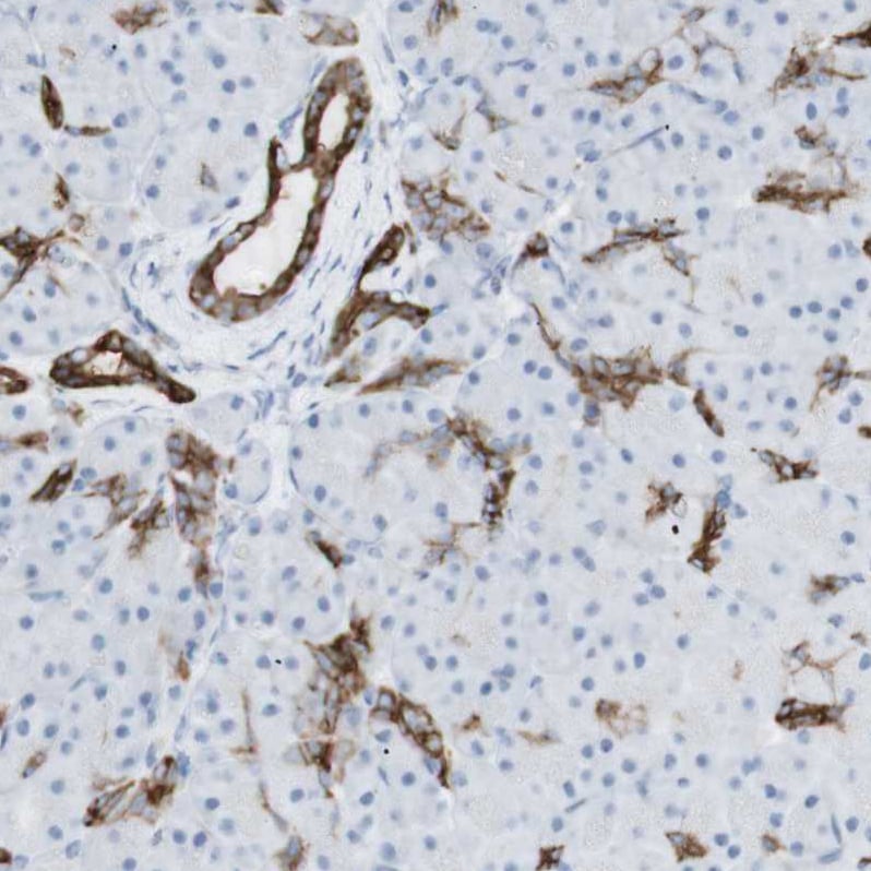 NDST4 Antibody - BSA Free Immunohistochemistry-Paraffin: NDST4 Antibody - BSA Free [NBP1-86481]