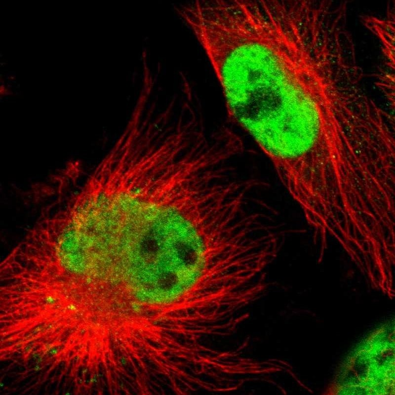 KHDC4 Antibody - BSA Free Immunocytochemistry/ Immunofluorescence: KHDC4 Antibody [NBP1-86485]