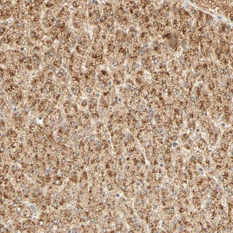 GNRH2 Antibody - BSA Free Immunohistochemistry-Paraffin: GNRH2 Antibody [NBP1-86515]