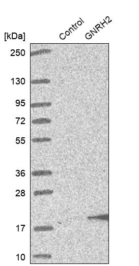 GNRH2 Antibody - BSA Free Western Blot: GNRH2 Antibody - BSA Free [NBP1-86515]