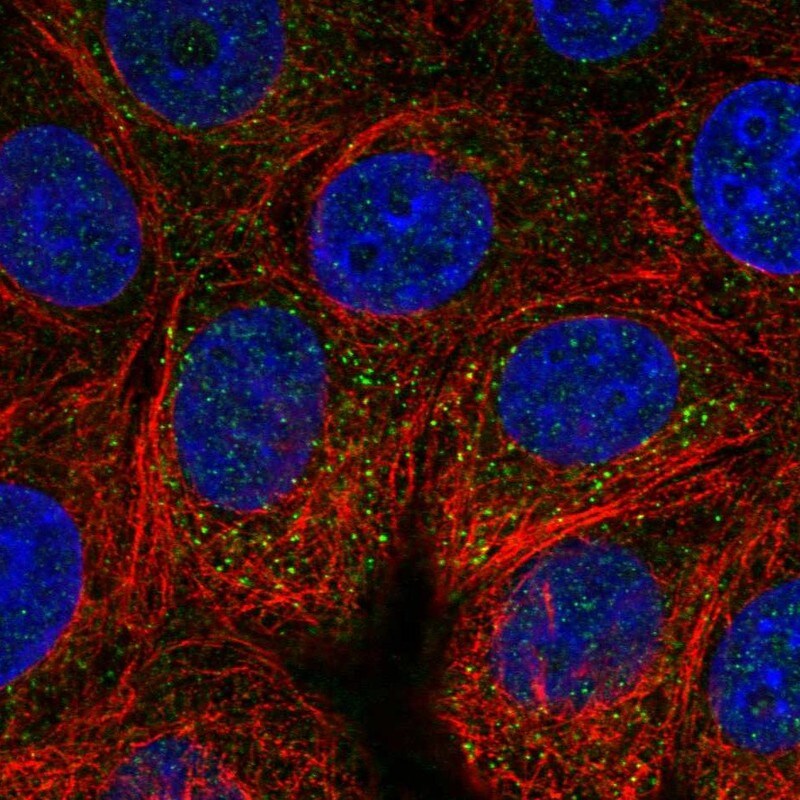 VAV2 Antibody - BSA Free Immunocytochemistry/ Immunofluorescence: VAV2 Antibody [NBP1-86520]