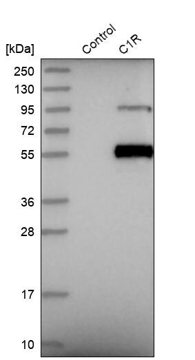 Complement Component C1r Antibody - BSA Free Western Blot: Complement Component C1r Antibody - BSA Free [NBP1-86527]
