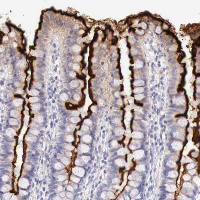 Aminopeptidase P2/XPNPEP2 Antibody - BSA Free Immunohistochemistry-Paraffin: Aminopeptidase P2/XPNPEP2 Antibody - BSA Free [NBP1-86535]