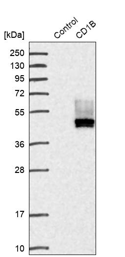 CD1b Antibody - BSA Free Western Blot: CD1b Antibody - BSA Free [NBP1-86559]