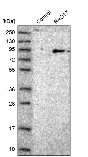 Rad17 Antibody - BSA Free Western Blot: Rad17 Antibody - BSA Free [NBP1-86561]