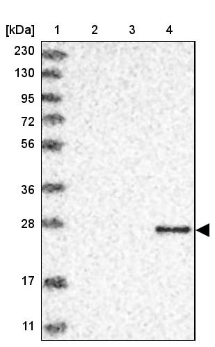 Granzyme H Antibody - BSA Free Western Blot: Granzyme H Antibody - BSA Free [NBP1-86565]