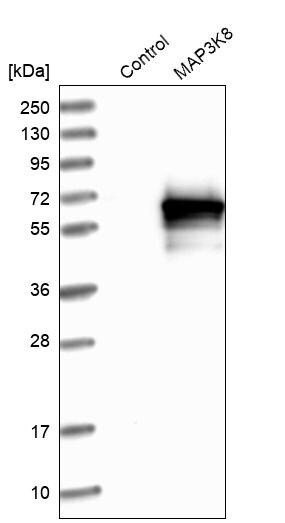 MAP3K8/Tpl2/COT Antibody - BSA Free Western Blot: MAP3K8/Tpl2/COT Antibody - BSA Free [NBP1-86569]