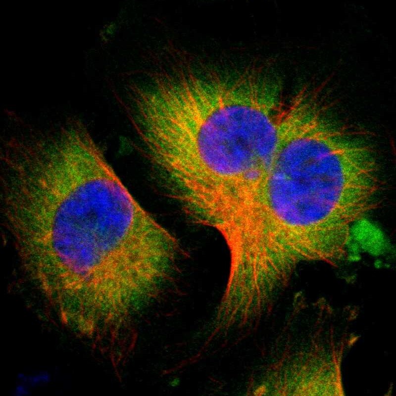 WISP-1/CCN4 Antibody - BSA Free Immunocytochemistry/ Immunofluorescence: WISP-1/CCN4 Antibody - BSA Free [NBP1-86570]