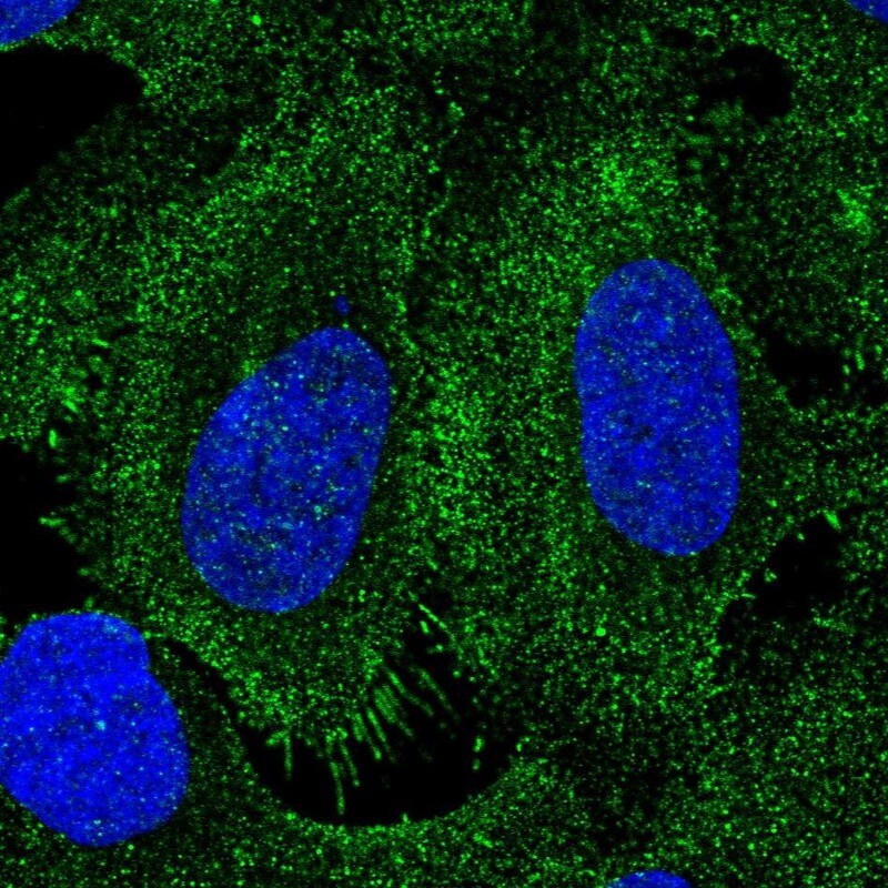 SPERT Antibody - BSA Free Immunocytochemistry/ Immunofluorescence: SPERT Antibody [NBP1-86593]