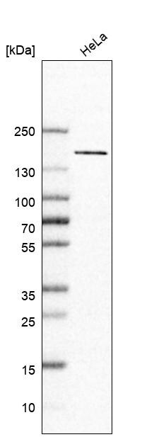 MTUS2 Antibody - BSA Free Western Blot: MTUS2 Antibody - BSA Free [NBP1-86604]