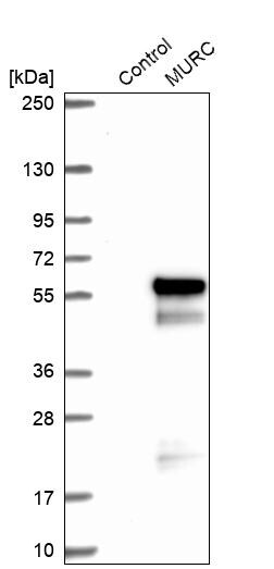 MURC Antibody - BSA Free Western Blot: MURC Antibody - BSA Free [NBP1-86609]