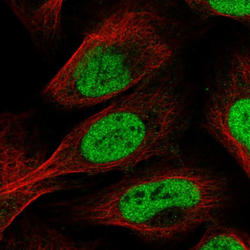 SCAF11/SFRS2IP Antibody - BSA Free Immunocytochemistry/ Immunofluorescence: SCAF11/SFRS2IP Antibody [NBP1-86620]