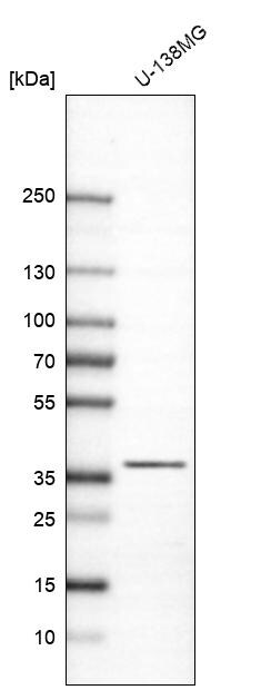 CAPZA2 Antibody - BSA Free Western Blot: CAPZA2 Antibody - BSA Free [NBP1-86632]