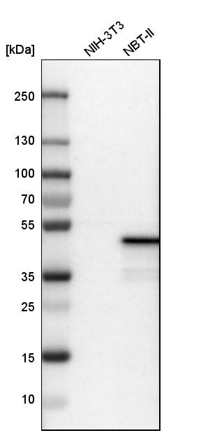 NDRG1 Antibody - BSA Free Western Blot: NDRG1 Antibody - BSA Free [NBP1-86636]