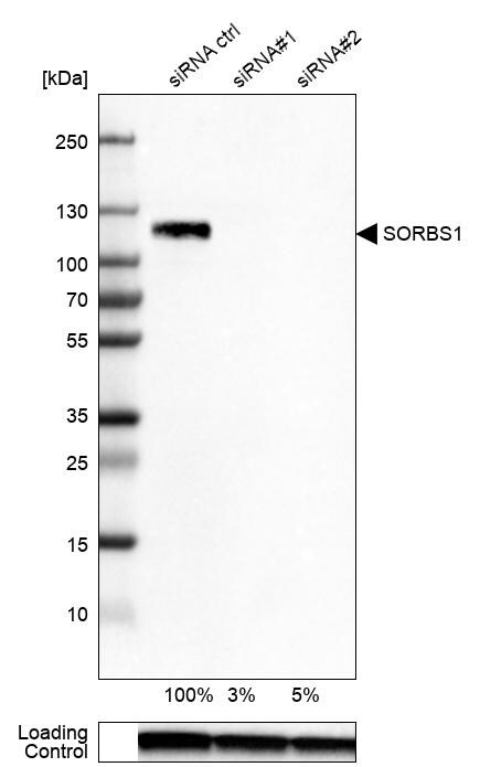 SORBS1 Antibody - BSA Free Western Blot: SORBS1 Antibody - BSA Free [NBP1-86641]