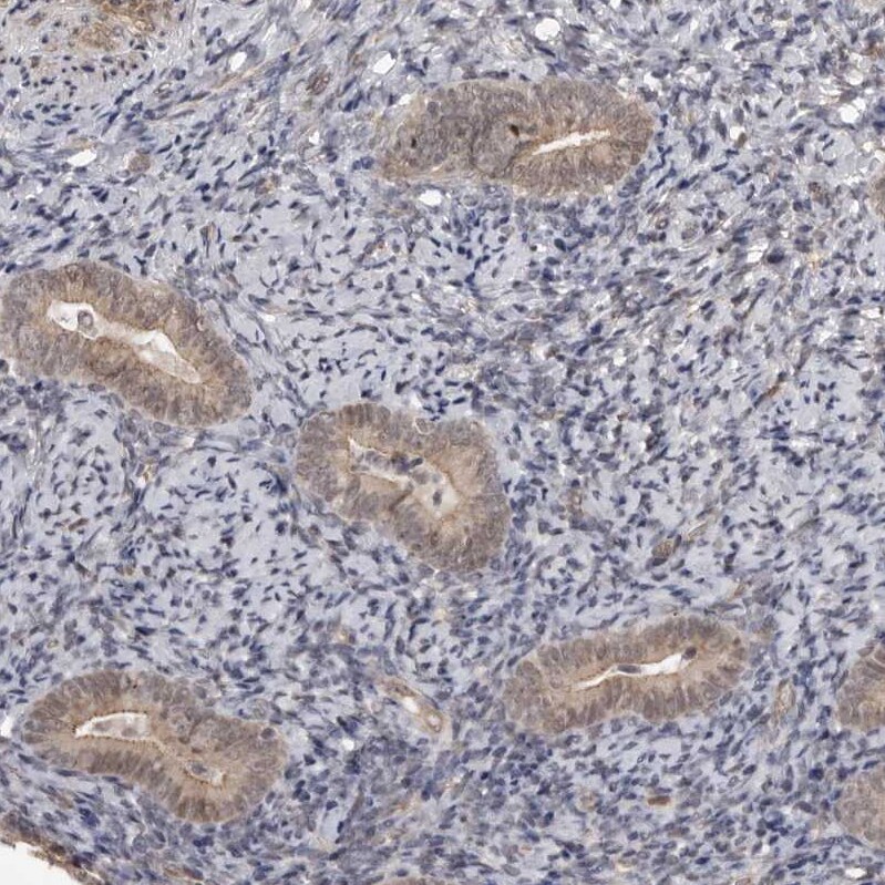 SORBS1 Antibody - BSA Free Immunohistochemistry-Paraffin: SORBS1 Antibody - BSA Free [NBP1-86641]