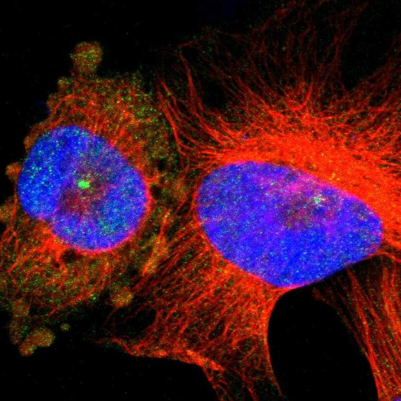Serpin B6 Antibody - BSA Free Immunocytochemistry/ Immunofluorescence: Serpin B6 Antibody [NBP1-86642]