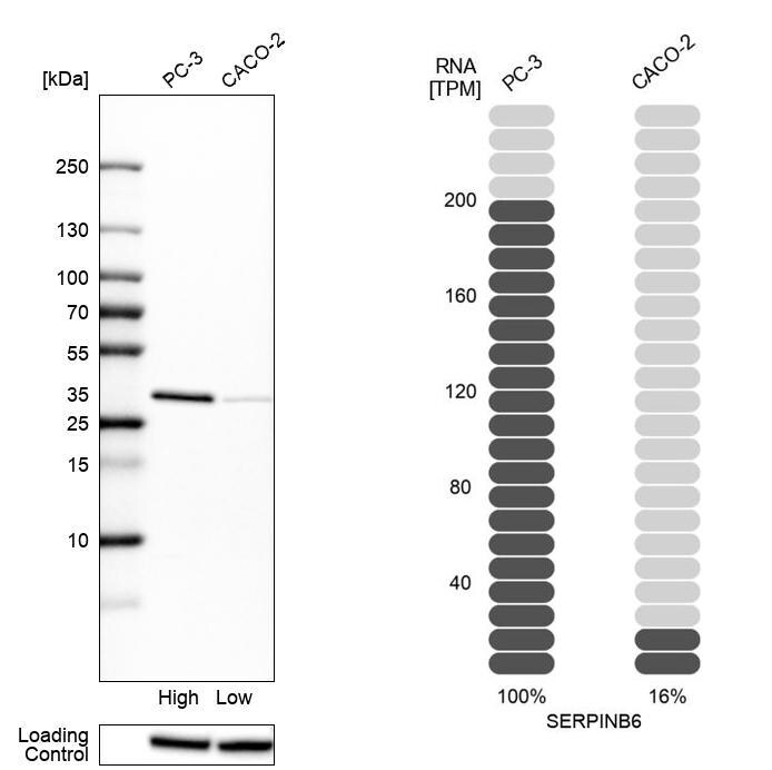 Serpin B6 Antibody - BSA Free Western Blot: Serpin B6 Antibody - BSA Free [NBP1-86643]