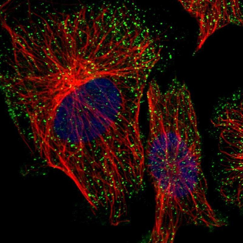 PICALM Antibody - BSA Free Immunocytochemistry/ Immunofluorescence: PICALM Antibody [NBP1-86659]