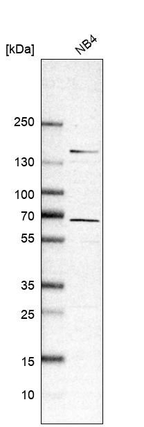 RASGRP2 Antibody - BSA Free Western Blot: RASGRP2 Antibody - BSA Free [NBP1-86661]