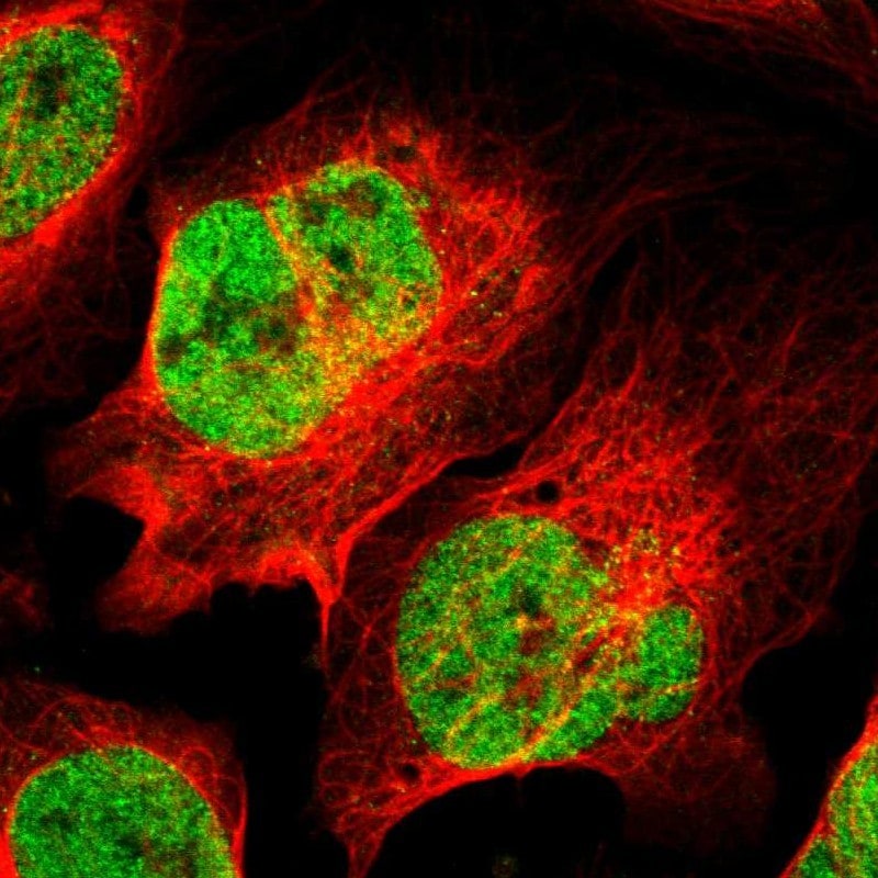 MED12 Antibody - BSA Free Immunocytochemistry/ Immunofluorescence: MED12 Antibody [NBP1-86669]