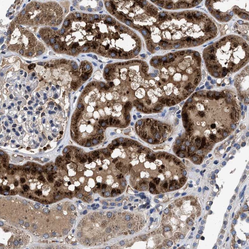 Cav1.3 Antibody - BSA Free Immunohistochemistry-Paraffin: Cav1.3 Antibody - BSA Free [NBP1-86684]