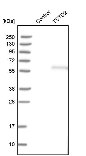 TSTD2 Antibody - BSA Free Western Blot: TSTD2 Antibody - BSA Free [NBP1-86695]