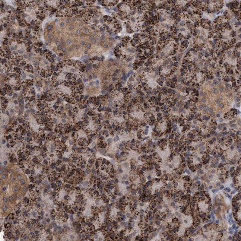 TSTD2 Antibody - BSA Free Immunohistochemistry-Paraffin: TSTD2 Antibody - BSA Free [NBP1-86696]