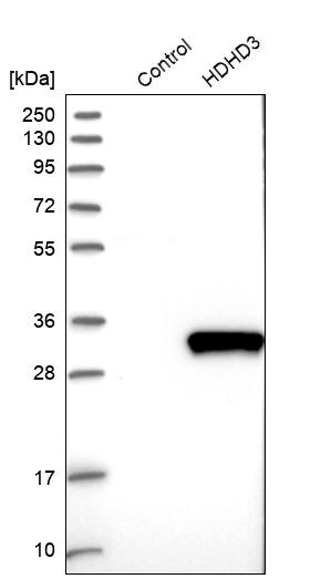 HDHD3 Antibody - BSA Free Western Blot: HDHD3 Antibody - BSA Free [NBP1-86708]