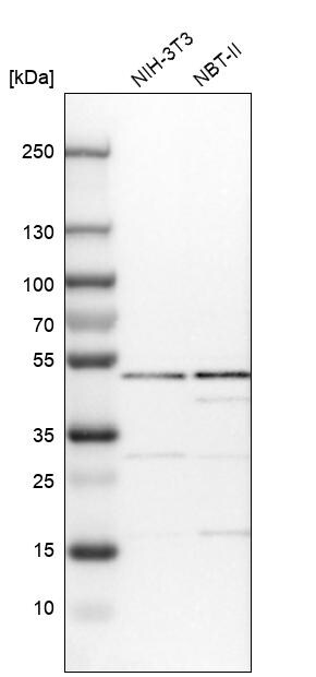 IPPK Antibody - BSA Free Western Blot: IPPK Antibody - BSA Free [NBP1-86712]