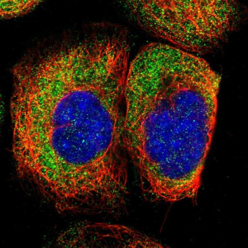 FAM120A Antibody - BSA Free Immunohistochemistry-Paraffin: FAM120A Antibody - BSA Free [NBP1-86715]