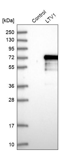 LTV1 Antibody - BSA Free Western Blot: LTV1 Antibody - BSA Free [NBP1-86735]