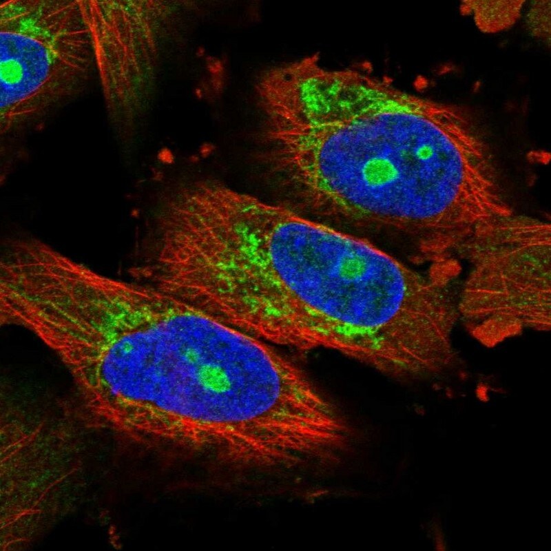 NOL7 Antibody - BSA Free Immunocytochemistry/ Immunofluorescence: NOL7 Antibody [NBP1-86736]