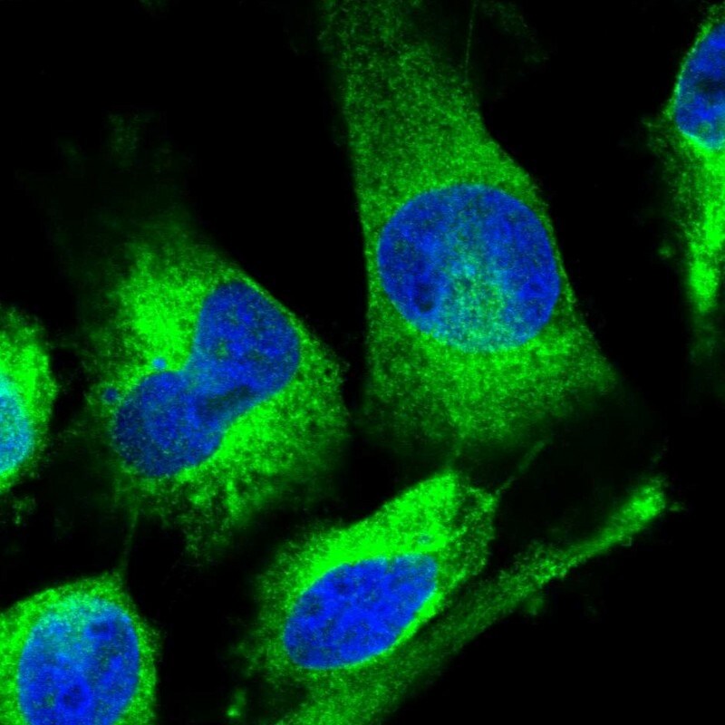 KCTD20 Antibody - BSA Free Immunocytochemistry/ Immunofluorescence: KCTD20 Antibody [NBP1-86738]