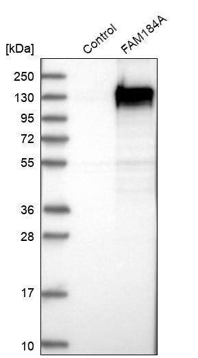 FAM184A Antibody - BSA Free Western Blot: FAM184A Antibody - BSA Free [NBP1-86741]