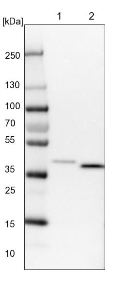 VTA1 Antibody - BSA Free Western Blot: VTA1 Antibody - BSA Free [NBP1-86745]