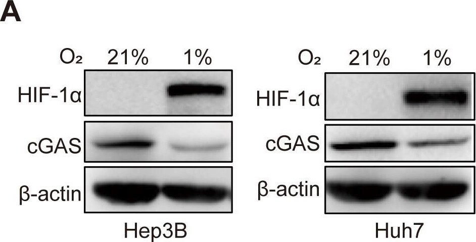 cGAS Antibody - BSA Free
