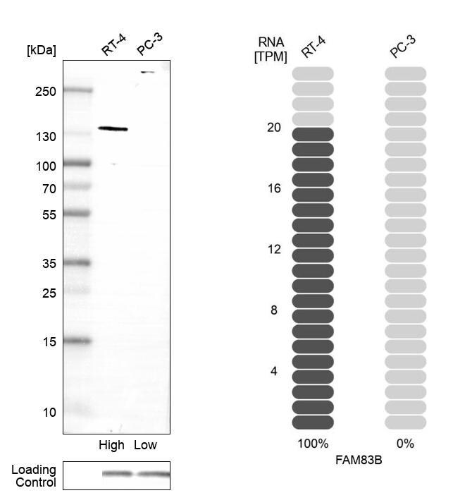 FAM83B Antibody - BSA Free Western Blot: FAM83B Antibody - BSA Free [NBP1-86764]