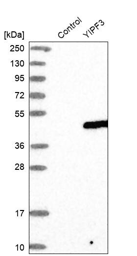 YIPF3 Antibody - BSA Free Western Blot: YIPF3 Antibody - BSA Free [NBP1-86765]