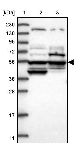 POC5 Antibody - BSA Free Western Blot: POC5 Antibody - BSA Free [NBP1-86772]