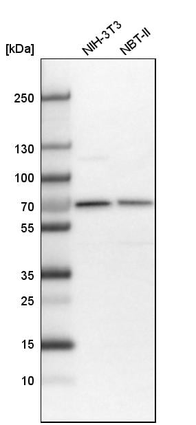 CDK5RAP3 Antibody - BSA Free Western Blot: CDK5RAP3 Antibody - BSA Free [NBP1-86780]